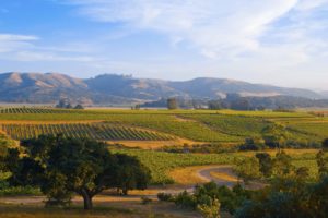 Napa Valley Road Cycling Tours
