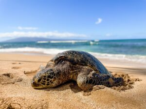 Turtle Maui Road Bike Tour | Escape Adventures