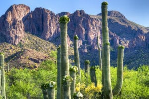 Arizona Road Bike Tour - Tucson & Saguaro National Park | Escape Adventures
