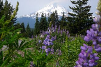 Scenery from Oregon Mt Hood Mountain Bike Tours | Escape Adventures