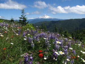 Oregon Mt Hood Mountain Bike Tours | Escape Adventures