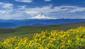 Oregon Mt Hood Mountain Bike Tours | Escape Adventures