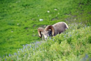 Bighorn Sheep| New Mexico Road Bike Tour with Escape Adventures