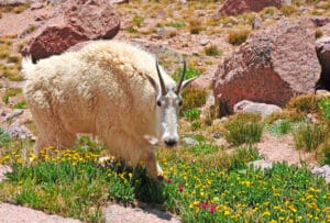 Colorado Mountain Goat | Crested Butte Mountain Bike Tour with Escape Adventures
