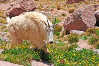 Colorado Mountain Goat | Crested Butte Mountain Bike Tour with Escape Adventures