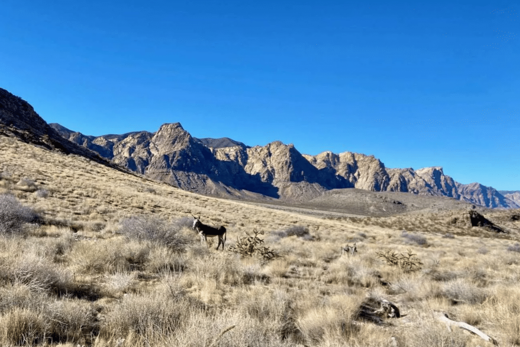 Wildlife trails Las Vegas