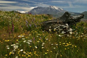 Mount Saint Helens, Washington - wildflowers in bloom, Mountain Biking with Escape Adventures