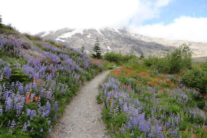 Mount Saint Helens, Washington, Mountain Biking with Escape Adventures
