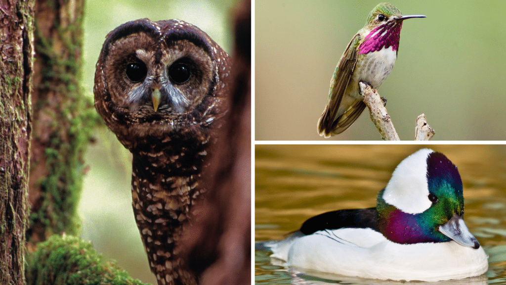 Birds of Mt Hood National FOrest